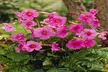 Mirabilis 4'o Clock, Incarvillea Grand Gloxinia, and Jumbo Lily Bulbs (12-, 24-, or 36-Pack) - Second Medium