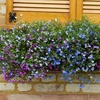 Image 4: Lobelia Ultra Cascade Mix - 12, 36 or 72 Plug Plants