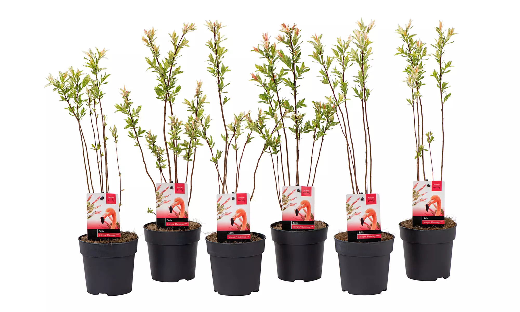 Salix integra ''Flamingo'' Arbusto de llama rosa - Second Medium