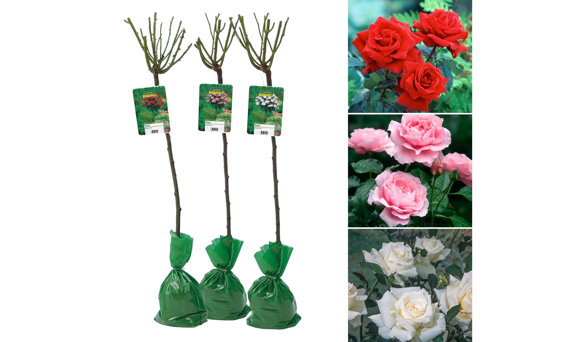 3 plantas de exterior Rosal XXL