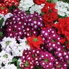 Image 2: Verbena Quartz Mix Garden-Ready Plants