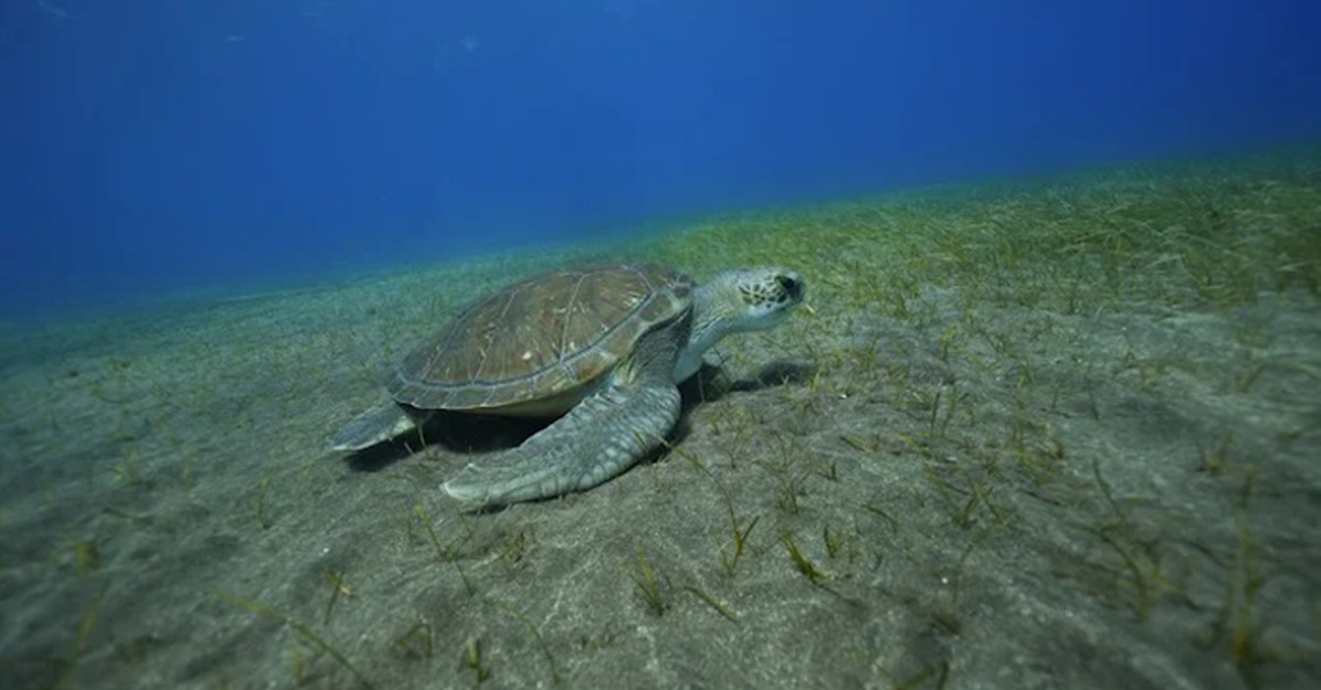 Bautismo de buceo con reportaje fotográfico para 1 o 2 personas en Tenerife