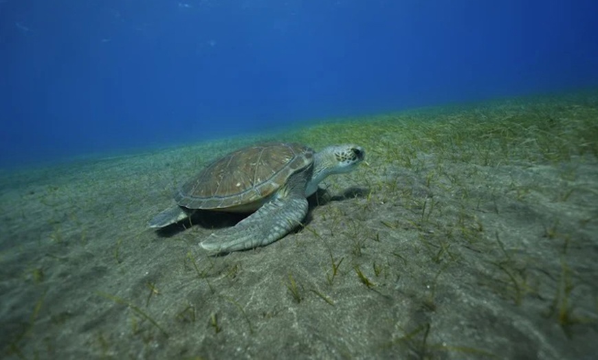 Image 1: Para 1 o 2 personas: bautismo de buceo con reportaje fotográfico