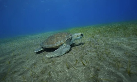 Para 1 persona: bautismo de buceo con reportaje fotográfico - La Tribu Dive