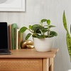 Image 5: Next Day Delivery Plants from 1-800-Flowers (up to 55% off)