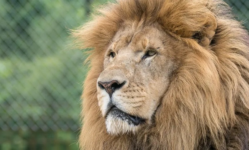 Image 10: Up to 42% Off Wildlife Adventure Tours at Animal Park