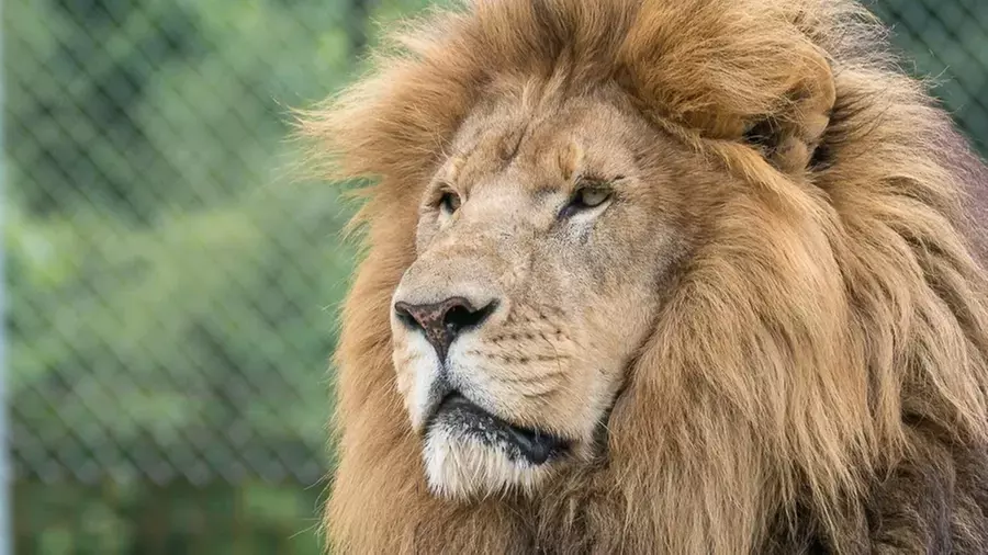 Up to 42% Off Wildlife Adventure Tours at Animal Park