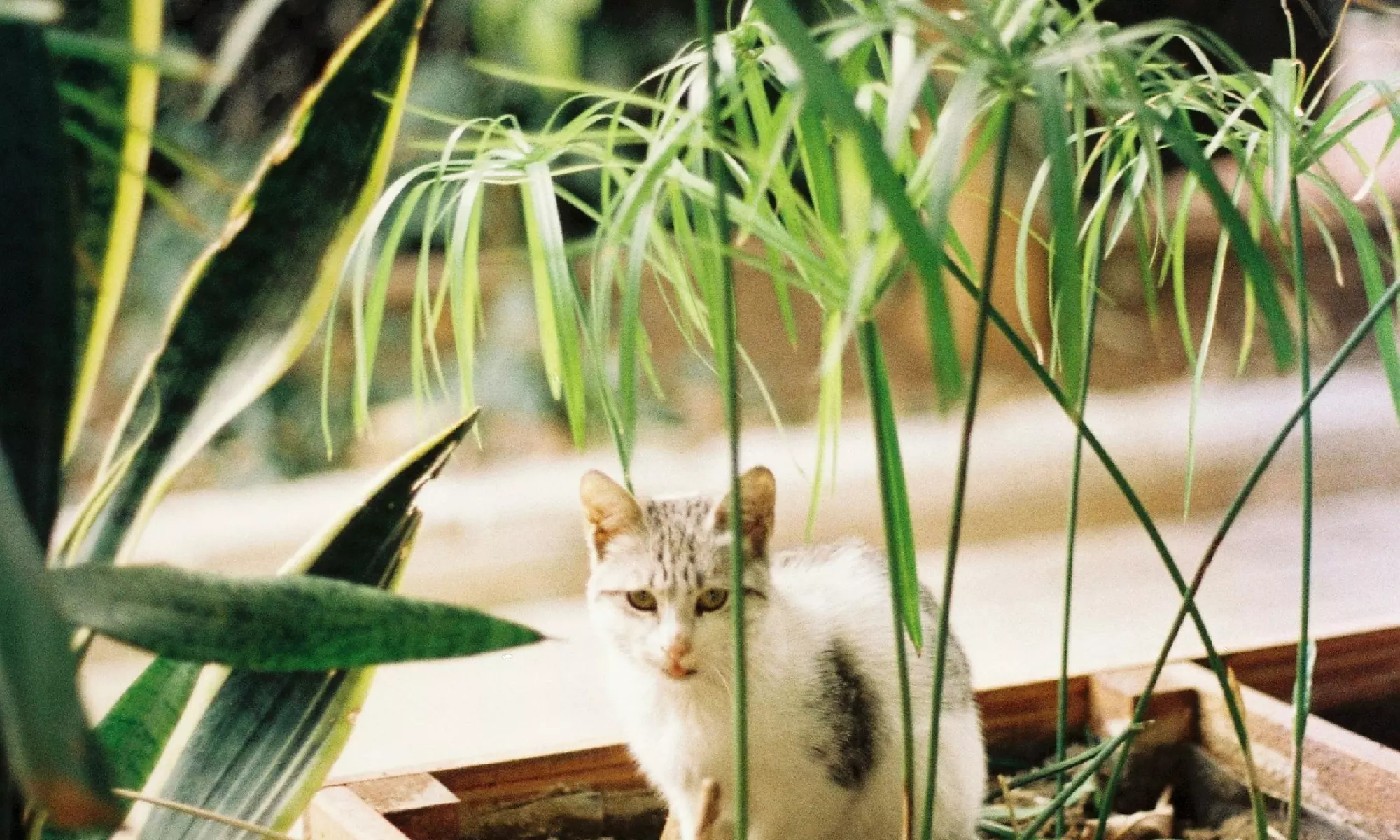 Cyperus alternifolius de Rootz