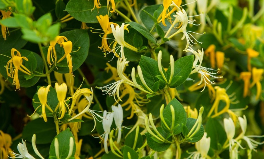 Image 9: Potted Fragrant Honeysuckle Plants – Trio of Varieties