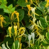 Image 9: Potted Fragrant Honeysuckle Plants – Trio of Varieties