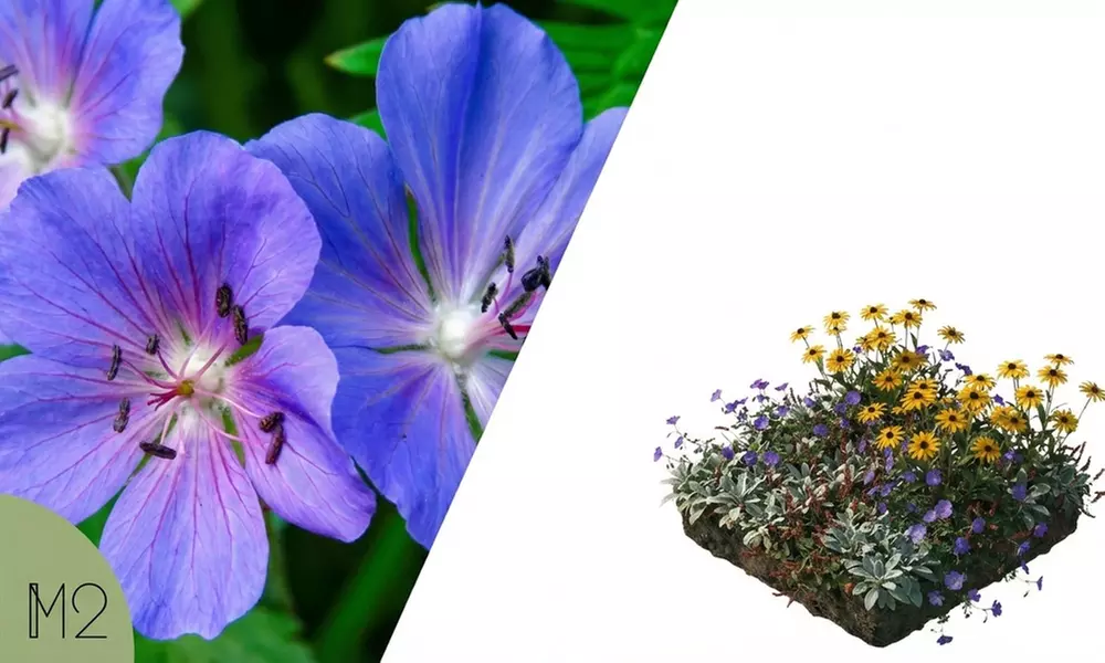 8er-Beetpflanzen-Set „Rosie“