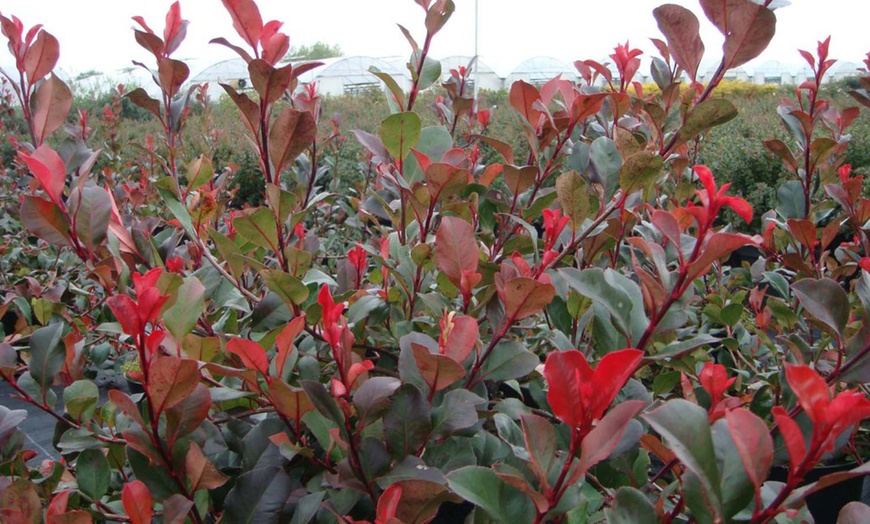 Image 4: One or Two Photinia Little Red Robin Standard Tree