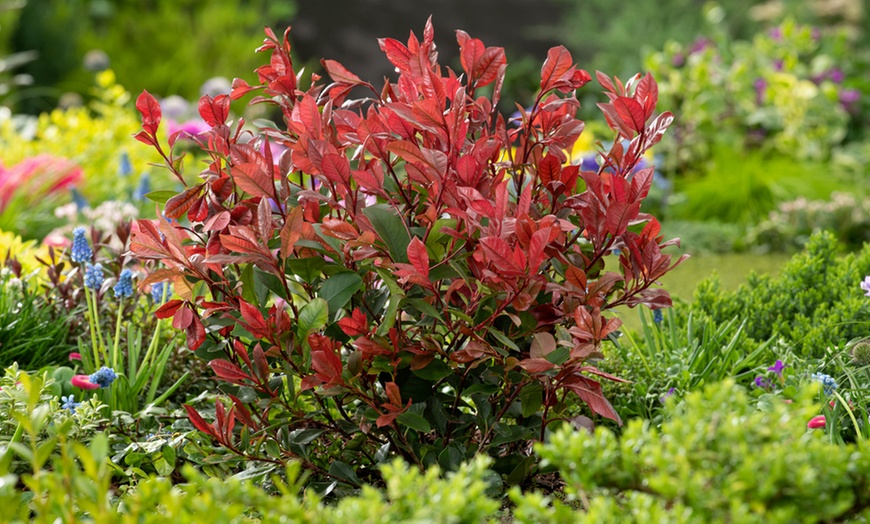 Image 1: Set van 2, 4 of 6 Photinia 'Red Robin' planten