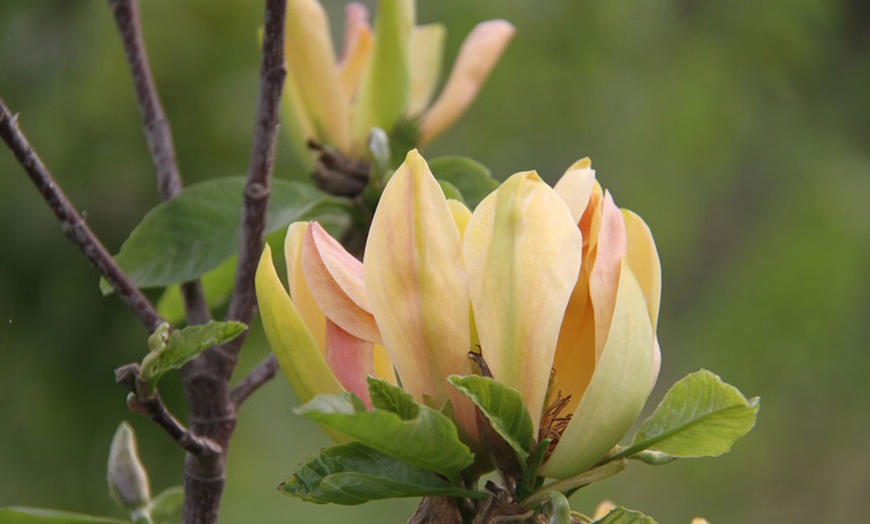 Image 12: Magnolia Patio Standard Trees - 5 Varieties to Choose From