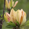Image 12: Magnolia Patio Standard Trees - 5 Varieties to Choose From