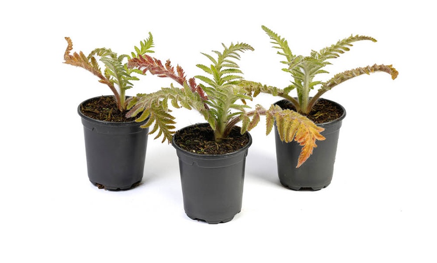 Image 6: Set van 6 rollen White Bear biologisch afbreekbare keukenrol 