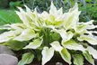 White Feather Trimmed Hosta Bare Roots (2-, 4-, 8-Pack With Planting Tool) - Second Medium