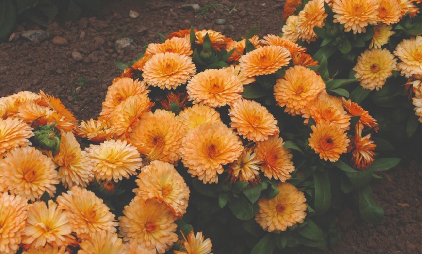 Image 9: 15 Mixed Garden Ready Summer Bedding Plant Collection