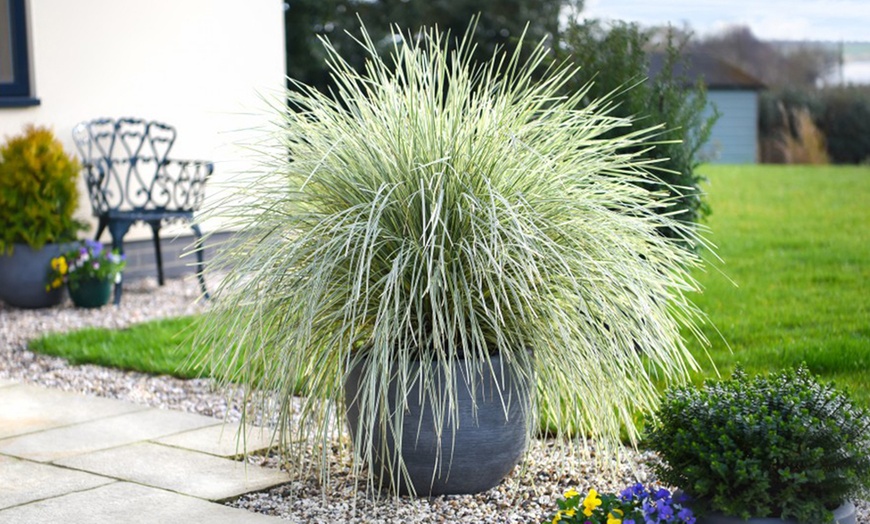Image 1: Up to 3 Lomandra White Sands or Imperata (grass) Red Baron Plants 9cm