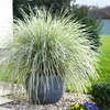 Image 1: Up to 3 Lomandra White Sands or Imperata (grass) Red Baron Plants 9cm