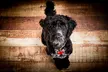 Pet Photoshoot with Three Prints and Two Vouchers at Natalie Jayne Photography (83% Off) - Second Medium
