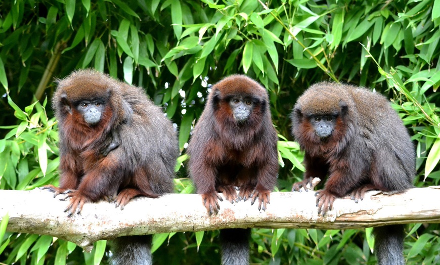 Image 1: La Vallée des Singes : expérience précieuse au cœur du monde sauvage