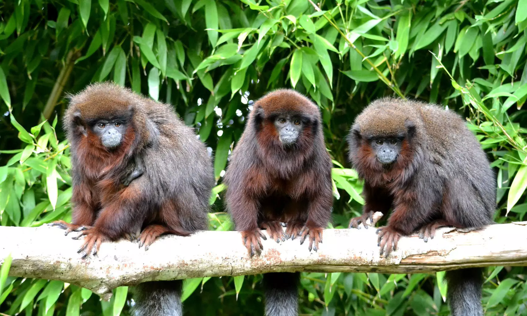 La Vallée des Singes : Billet pour une expérience précieuse au cœur du monde sauvage (jusqu'à 33% de remise) - Primary Image