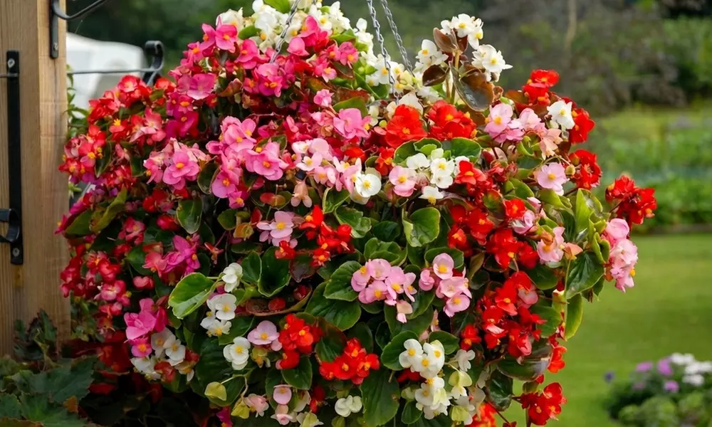 Pack of 24 or 48 Hanging Basket Plant Collection