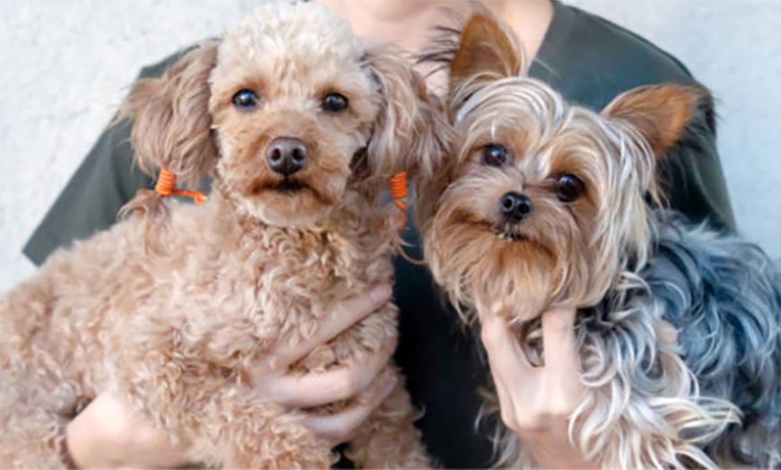 Image 3: Flexible One Hour, Half or Full Day Doggie Day Care Experiences