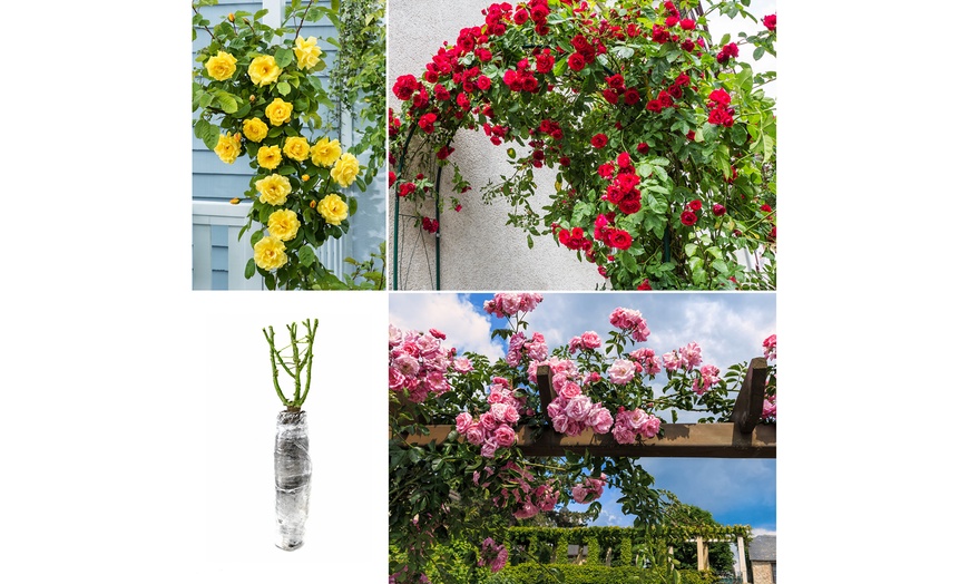 Image 2: Plants de roses grimpantes 