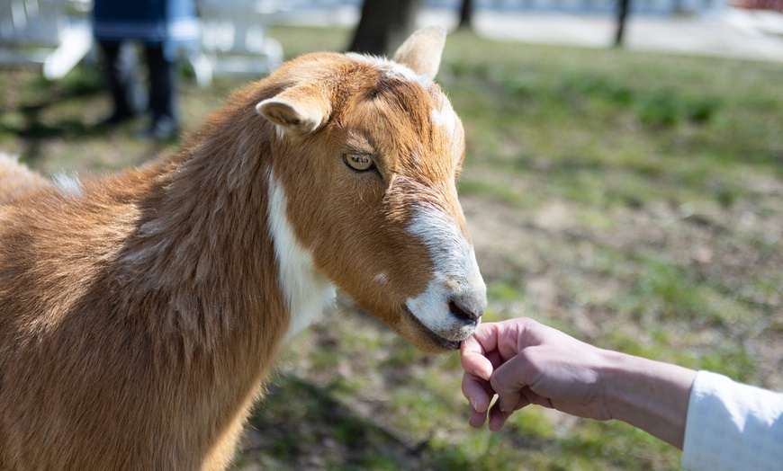 Image 5: Join Farm Fun with Admission for One, Two, or Four People 