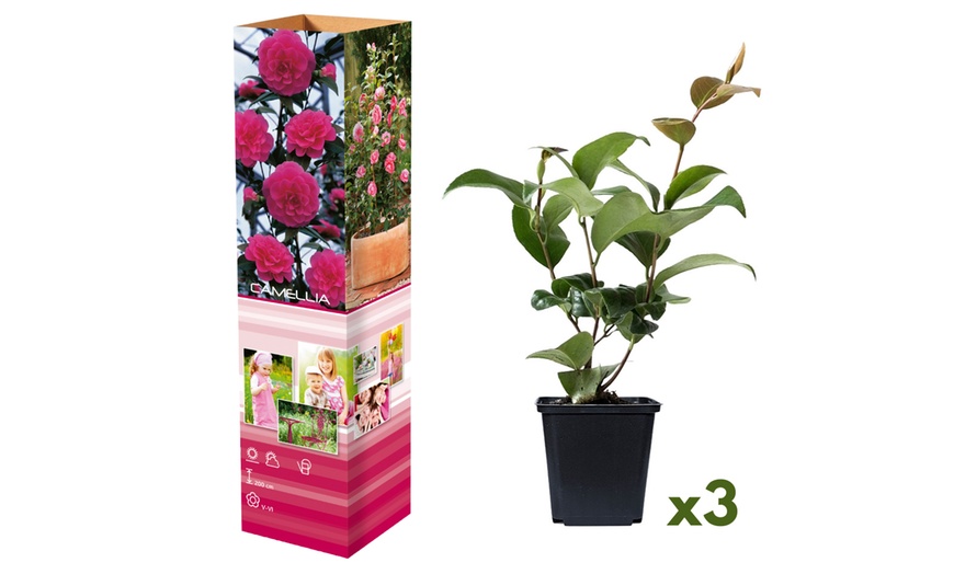 Image 6: Lot de 3 ou 6 plants de camélias japonais
