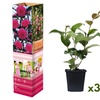 Image 6: Lot de 3 ou 6 plants de camélias japonais