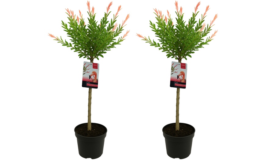 Image 5: 1 o 2 salici ornamentali XL Salix integra "Flamingo"