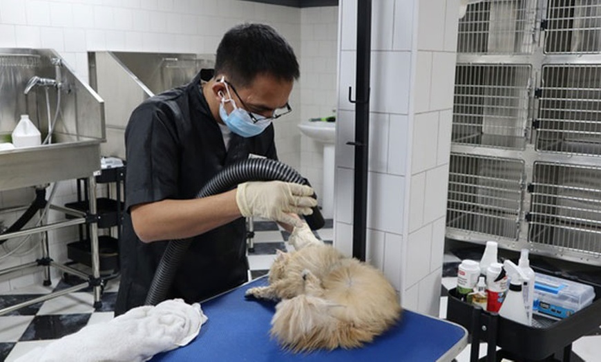 Image 9: Premium Pet Grooming: Wash, Nail Clipping, Haircut, More – Cats & Dogs