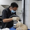 Image 9: Basic or Full Grooming Service for Cats and Dogs - All Sizes!