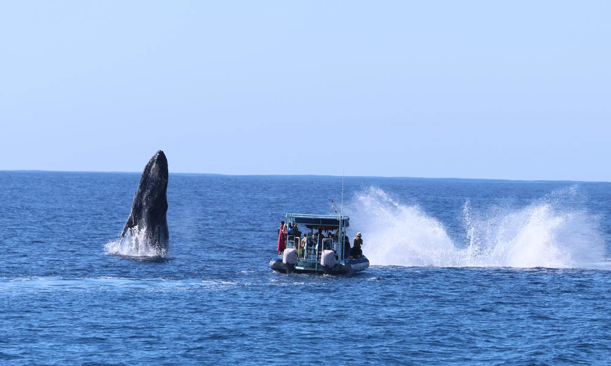 3-Hours Oahu Ocean Adventure w/ Dolphins, Turtles & Water Activities