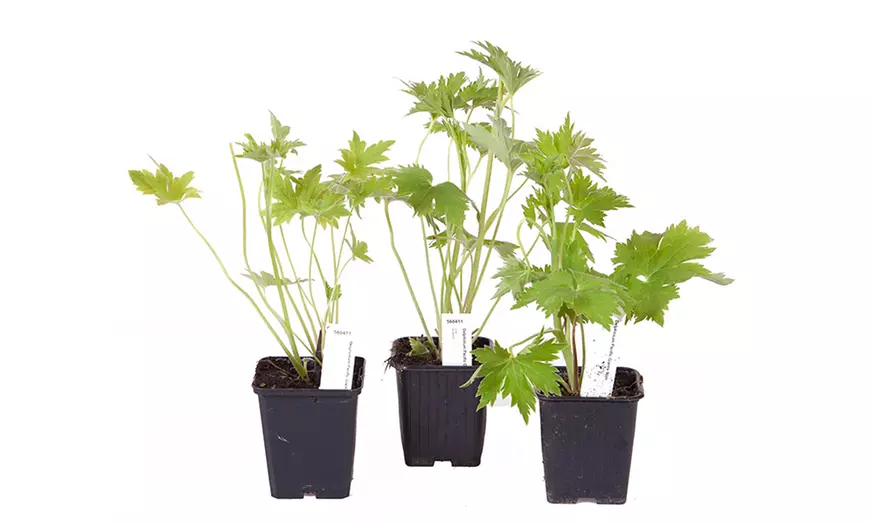 Image 3: Three Delphinium Collection Established Plants