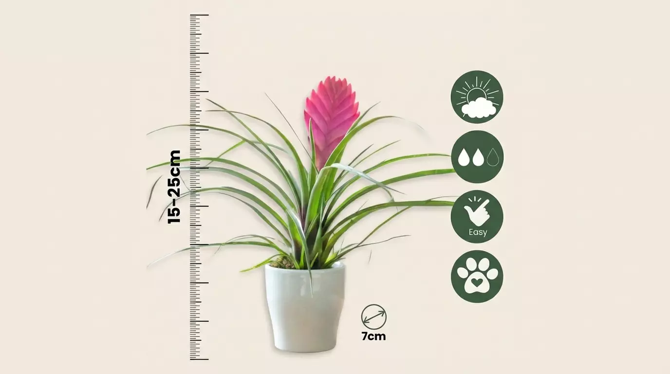 Set de 3 plantas de Tillandsia Cyanea Pastel con maceta - Second Medium