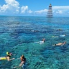Image 2: Key West Dolphin Watch & Snorkel Tour