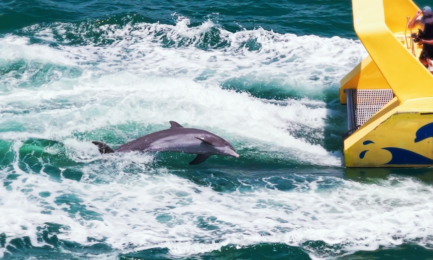 Image 3: Dolphin Racer Adventure Boat Tickets out of St. Pete Beach