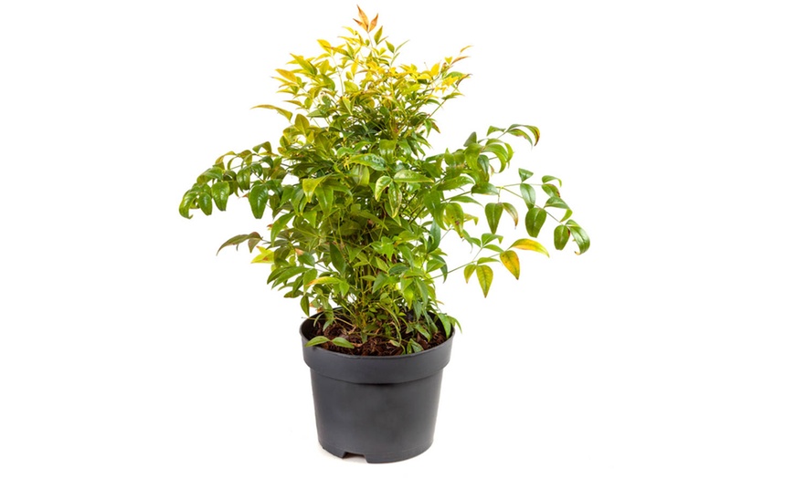 Image 3: Nandina Lemon and Lime Plant in 17cm Pot
