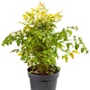 Image 3: Nandina Lemon and Lime Plant in 17cm Pot
