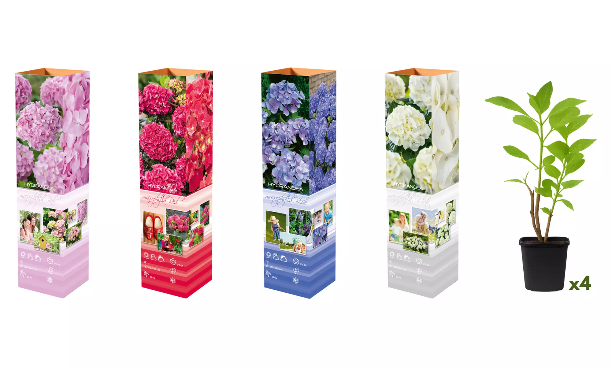 1 o 2 set da 4 Ortensie Macrophylla miste