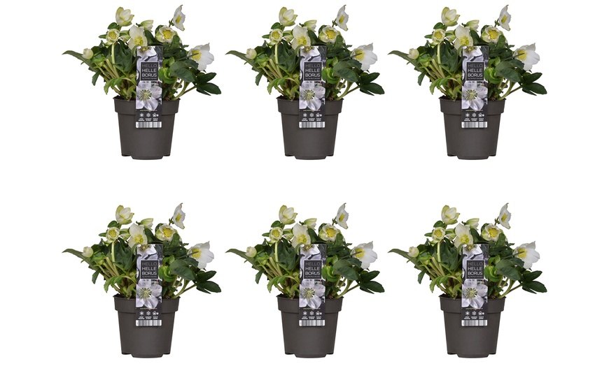 Image 4: 3 o 6 plantas Helleborus Niger (eléboro de Navidad)