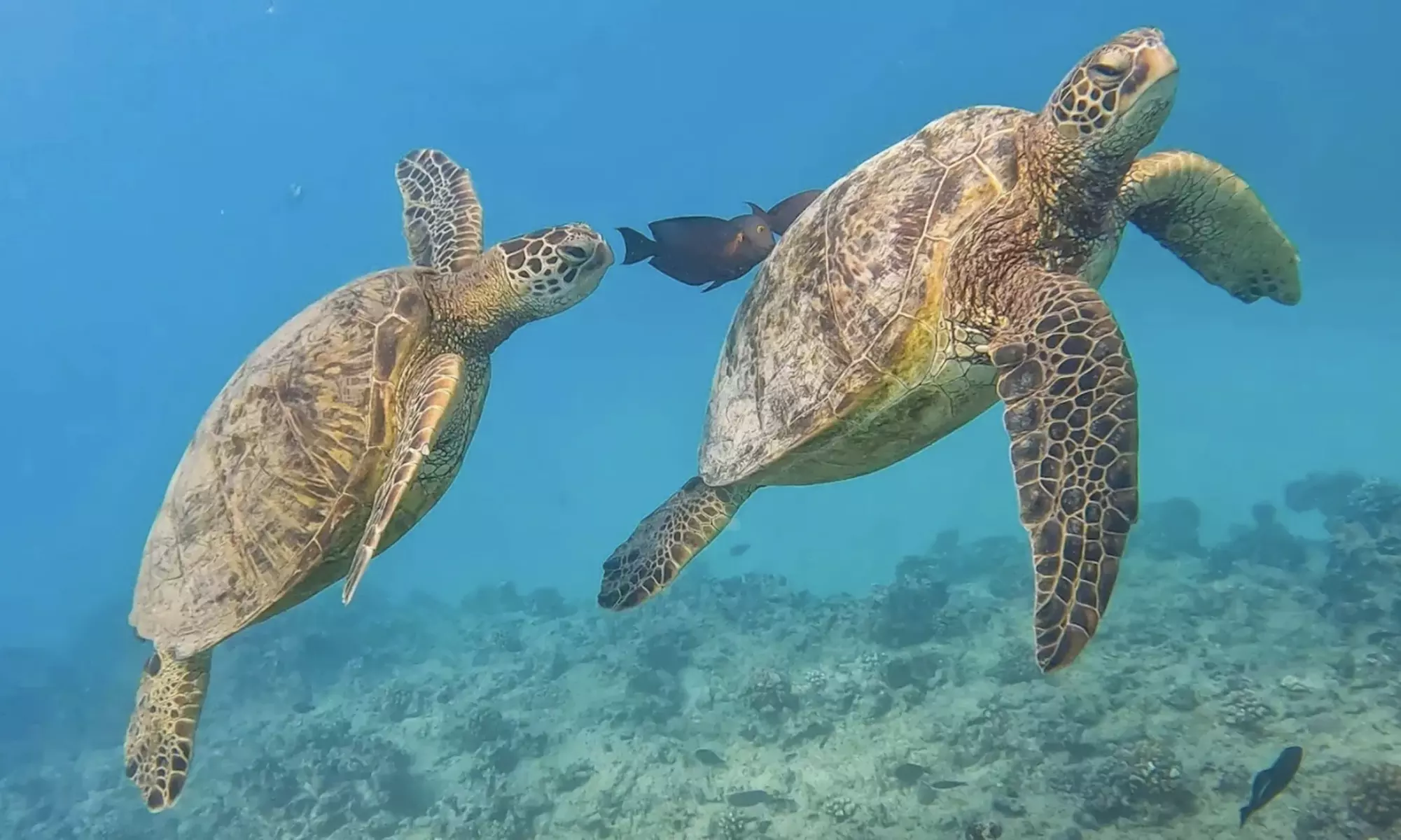 3-Hours Oahu Ocean Adventure w/ Dolphins, Turtles & Water Activities