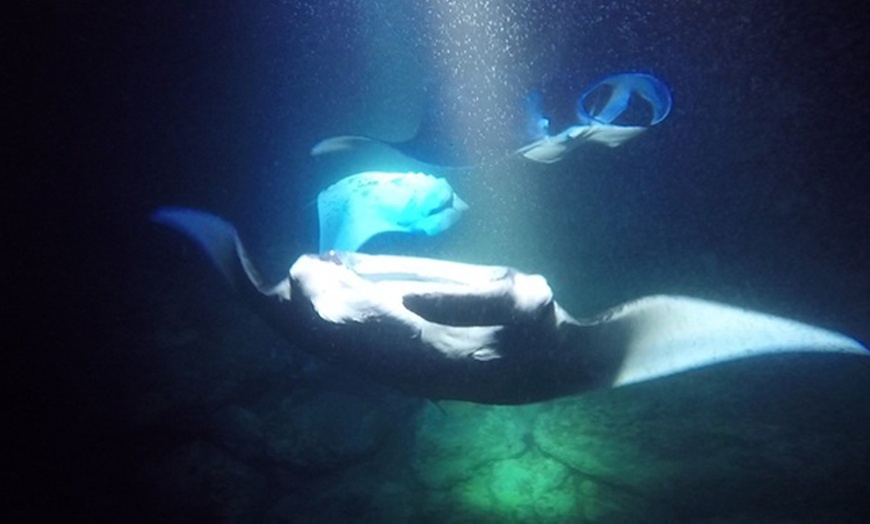 Image 20: Hawaiian Speed Boat Tour w/ Reef Snorkel, Sea Cave, Dolphins & Whales
