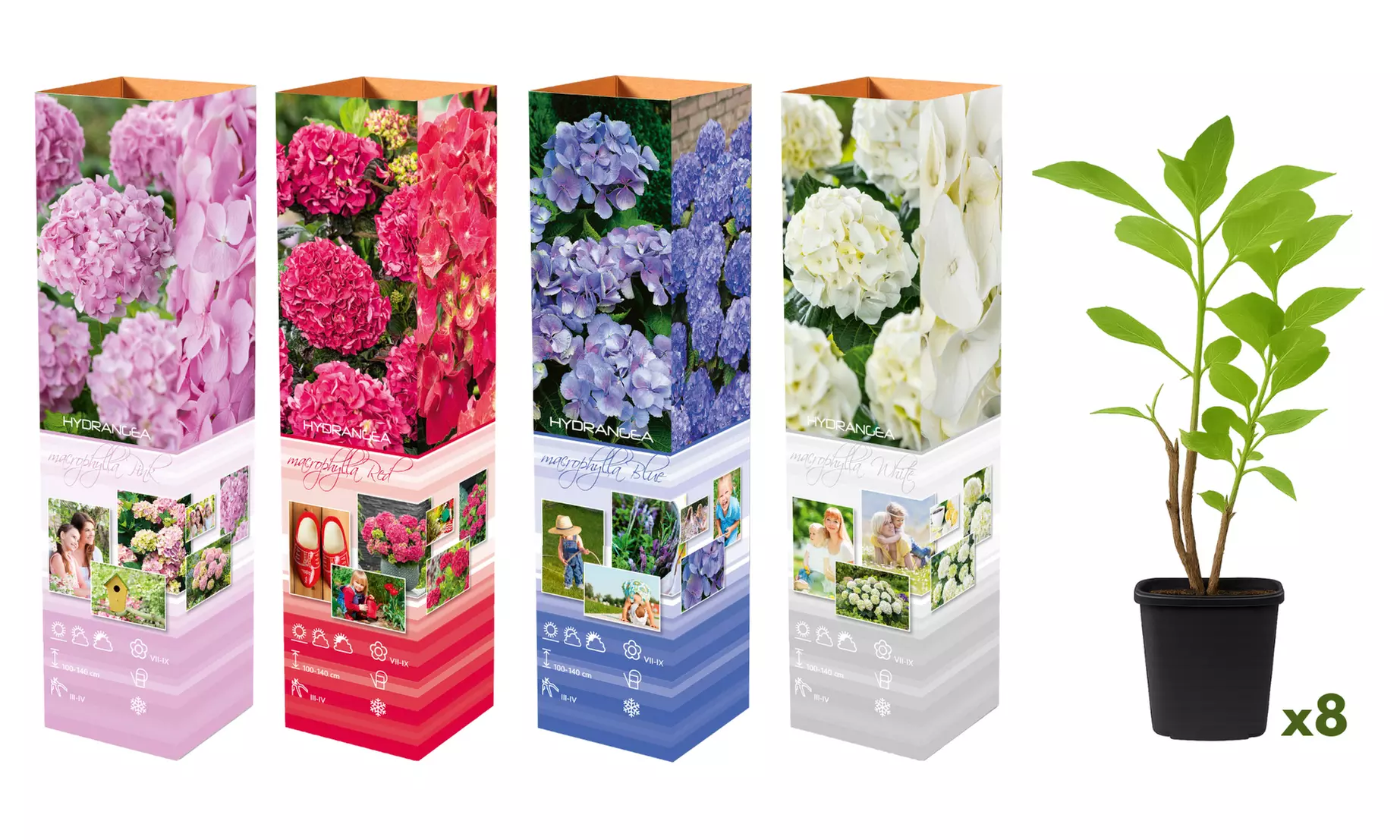 Lot de 4 ou 8 Hydrangea Macrophylla différents