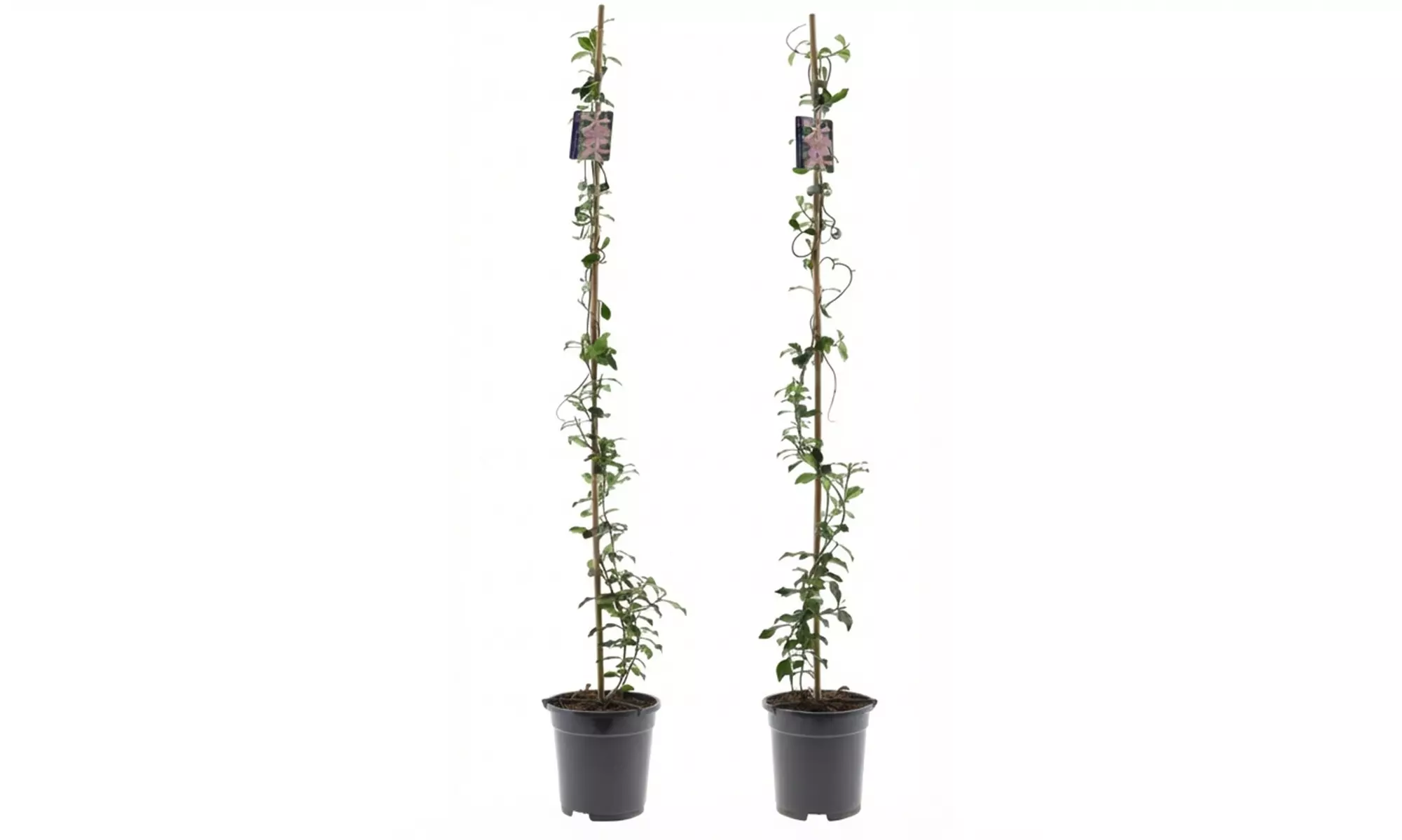 1 of 2 Toscaanse Jasmijnplanten XXL (110-120 cm)