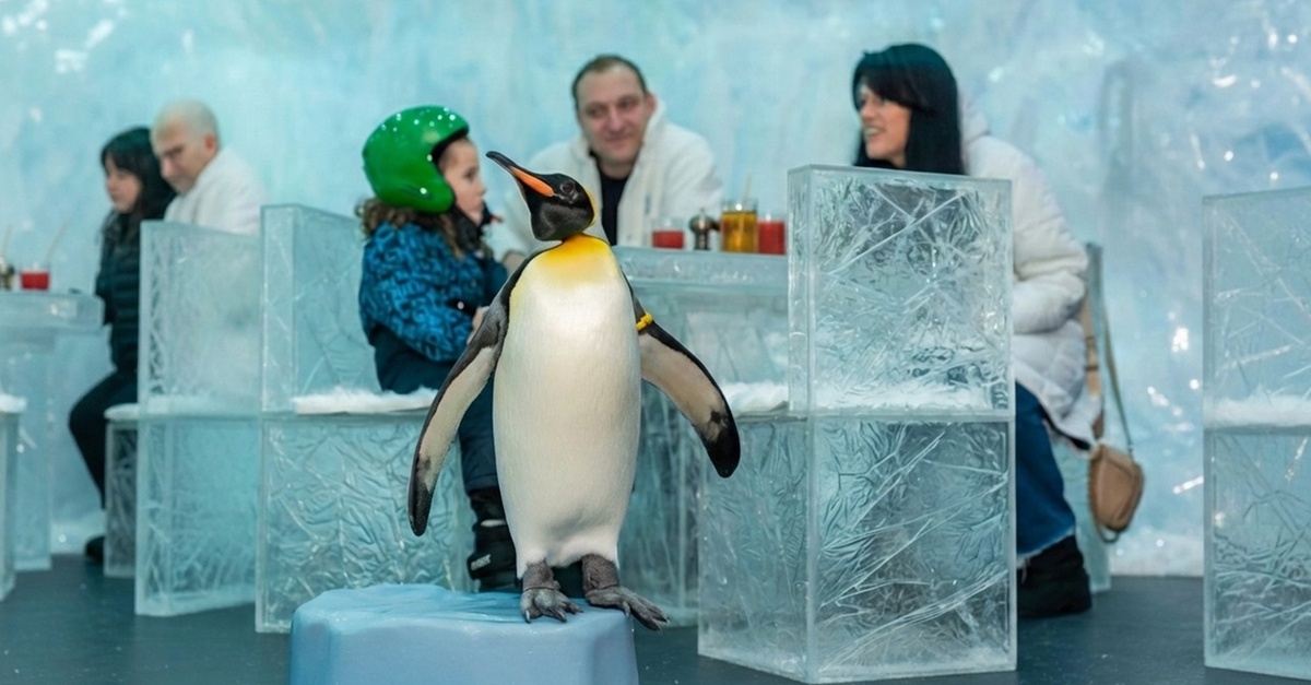 Ski Dubai: Year-round Indoor Snow Fun & Winter Adventures Ski Dubai: Year-round Indoor Snow Fun & Winter Adventures